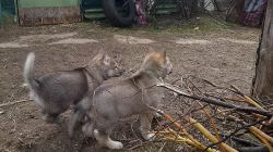 Československý vlčák s PP pejsek Curt Serigala