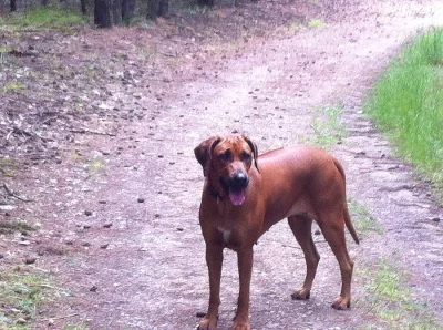 Rhodéský ridgeback s PP