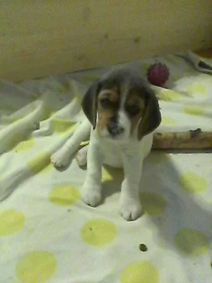 Štěňata Beagle s PP