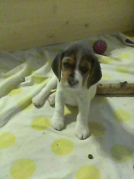 Štěňata Beagle s PP
