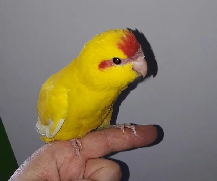 Ručně dokrmený vymazlený papoušek Kakariki