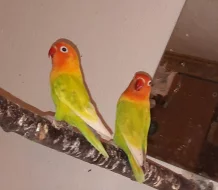 Agapornis Fischeri páry i samoststní