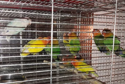 Agapornis Fischeri páry i samoststní