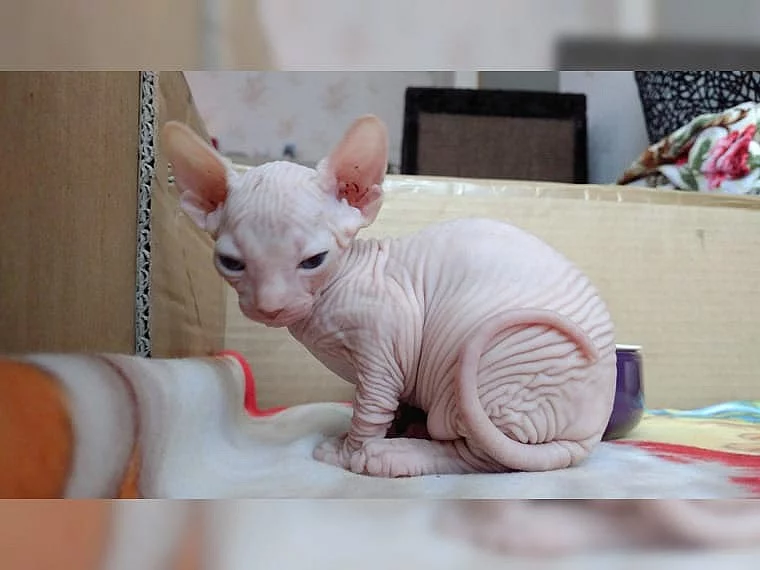 Sphynx koťátek s PP