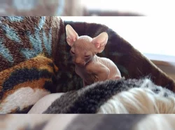 Sphynx koťátek s PP