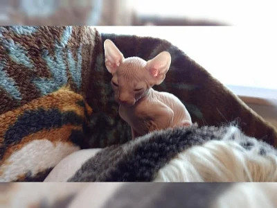 Sphynx koťátek s PP