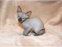 Sphynx koťátek s PP