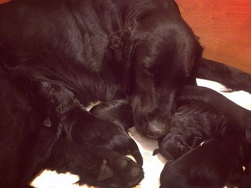 Flat Coated retriever - štěňátka s PP