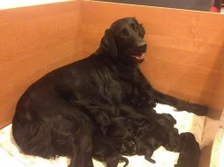 Flat Coated retriever - štěňátka s PP