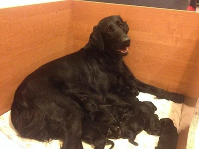 Flat Coated retriever - štěňátka s PP