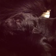 Flat Coated retriever - štěňátka s PP