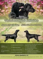 Flat Coated retriever - štěňátka s PP