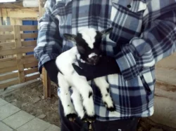 Holandská zakrslá mini kůzlátka