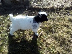 Holandská zakrslá mini kůzlátka