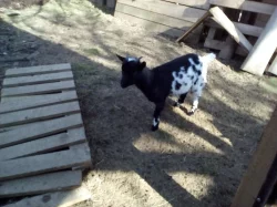 Holandská zakrslá mini kůzlátka