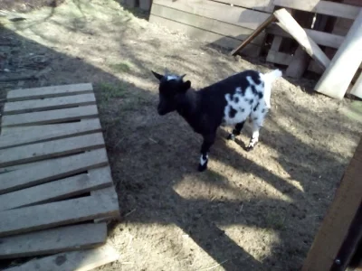 Holandská zakrslá mini kůzlátka