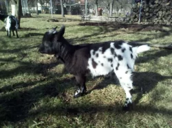 Holandská zakrslá mini kůzlátka