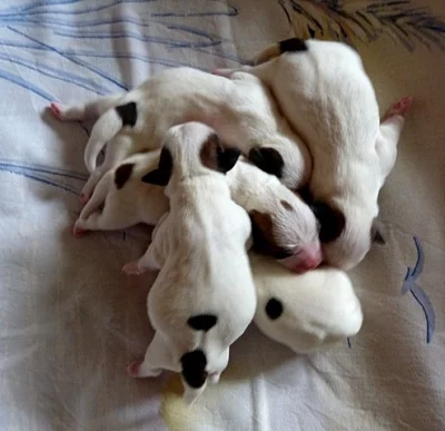 Jack Russell Terier