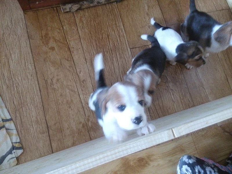 Štěňata Beagle s PP