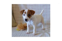 Kc Reg Jack Russel Štěňata