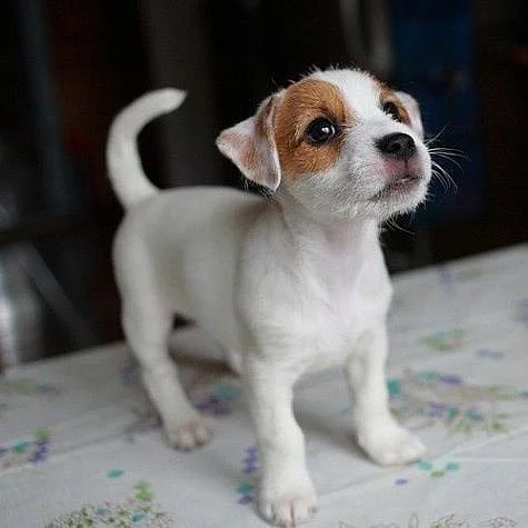 Kc Reg Jack Russel Štěňata