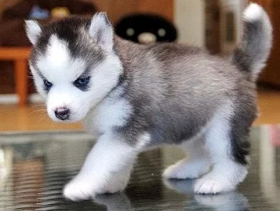 Sibiřský Husky s PP