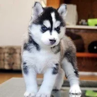 Sibiřský Husky s PP
