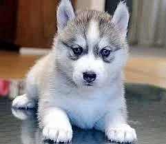 sibiřský husky štěňata