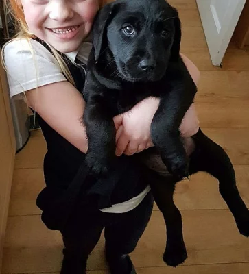 Krasna Labrador Štěňata