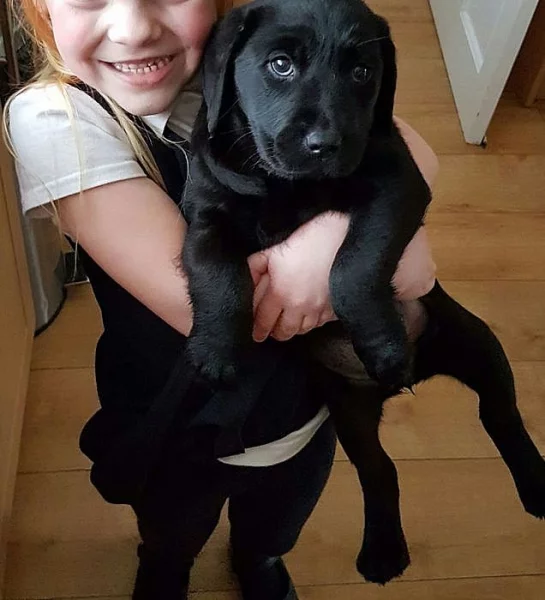 Krasna Labrador Štěňata