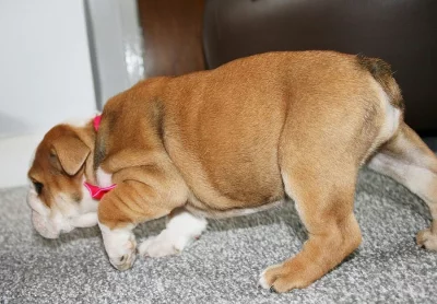 Štěňata angl. bulldoga