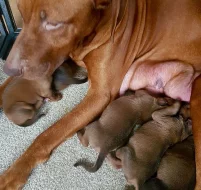 Rhodéský Ridgeback štěňátek s pp