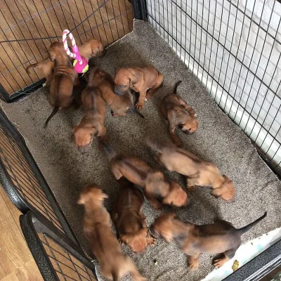 Rhodéský Ridgeback štěňátek s pp ..