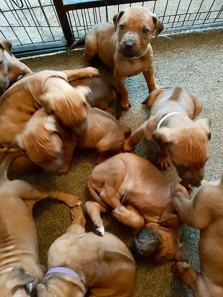 Rhodéský Ridgeback štěňátek s pp ..
