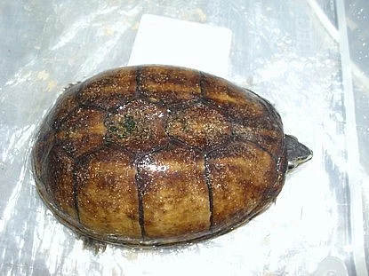 klapavka floridská
