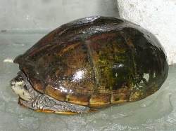 klapavka floridská