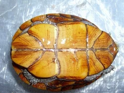 klapavka floridská