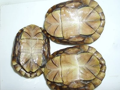 klapavka štírovitá