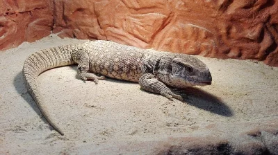 Prodám varana stepního (Varanus exanthematicus