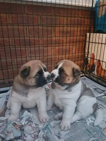 Prodám Shiba inu štěňata s PP