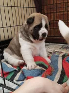 Prodám Shiba inu štěňata s PP