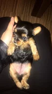 Prodám Shiba inu štěňata s PP