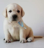 Labrador smetanová a černá štěňátka s PP
