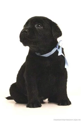 Labrador smetanová a černá štěňátka s PP