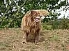 Dred - německý špicl (kříženec)