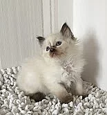 Koupím Ragdoll kočičku