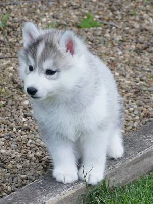 Sibiřský husky