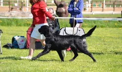 Flat coated retriever - krycí pes