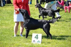 Flat coated retriever - krycí pes