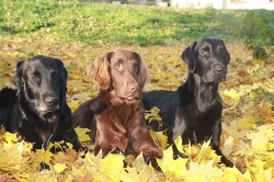 Flat coated retriever - krycí pes